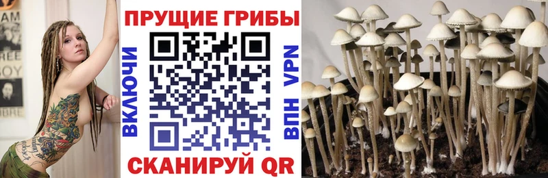 Псилоцибиновые грибы мицелий  Сосновка 